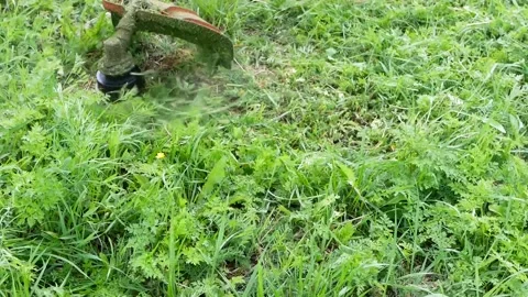 A worker mows the tall grass with an electric or gasoline lawn mower. Stock Footage 160802484
