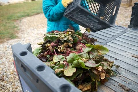 Worker offloading freshly harvested beets Foto stock