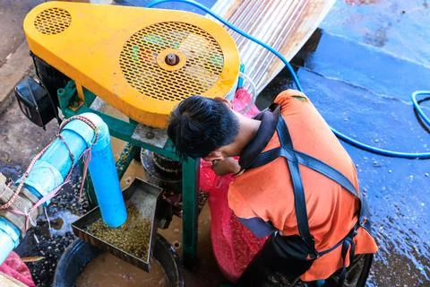 Worker Operates Coffee Cherry Pulping Machine In Rural Processing Facility .. Stock Photos