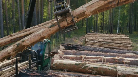 Worker Operates Harvester Crane To Relocate Tree Trunk From Cargo Into Wood Pile Stock Footage 247118250