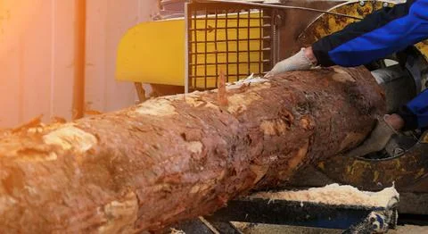 A worker operates machinery to cut a large log into lumber, surrounded by woo Stock Photos