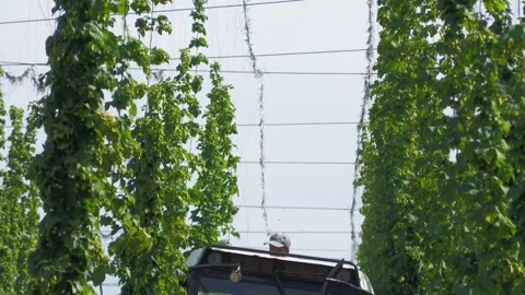 Worker Operating Agricultural Machine During Hop Harvest Stock-Footage 345659080