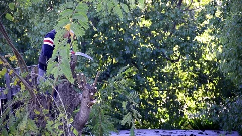 Worker or farmer pruning the branches in a tall tree. Vídeos de archivo 124366139