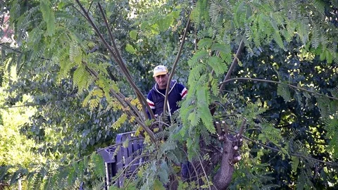 Worker or farmer pruning the branches in a tall tree. Stock-Footage 124366144