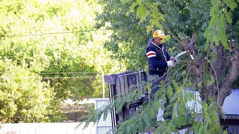 Worker or farmer pruning the branches in a tall tree. Vídeos de archivo 124366154