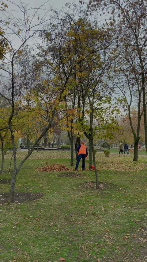Worker in orange uniform is removing fallen autumn leaves from the ground Stock Footage 201315654