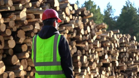 A worker in overalls stands next to a warehouse of logs harvested for Stock Footage 195515397