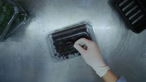 Worker Packaging Microgreens in Sterile Gloves Vídeo Stock 331293549