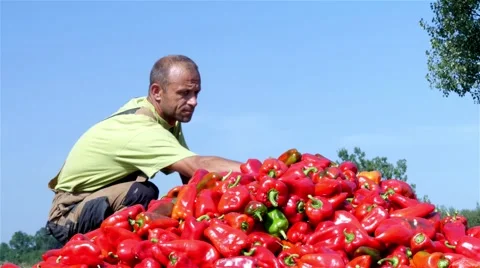 Worker packing and deploying red peppers in tractor trailer, blue sky, low angle Stock Footage 55022240