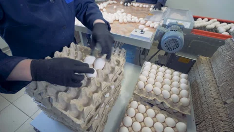 Worker packing fresh eggs in the egg sorting factory. Stock Footage 87294885