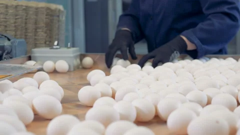 Worker packing fresh eggs in the egg sorting factory. Stock Footage 87295406