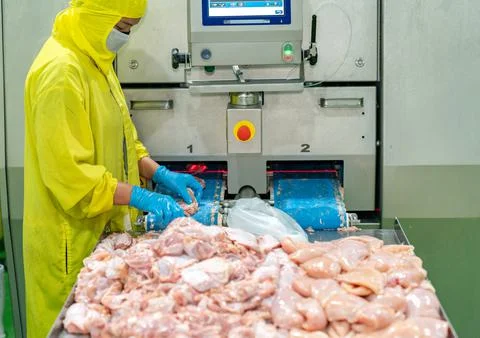 Worker paste chicken meat on conveyor belt. Stock Photos