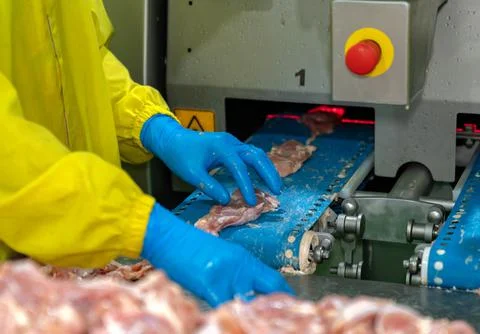 Worker paste chicken meat on conveyor to automate cutting size machine. Stock Photos