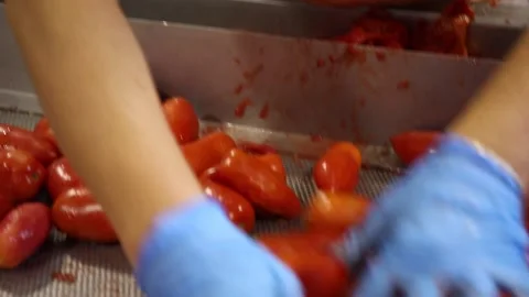 Worker peels tomatoes Stock Footage 130904964