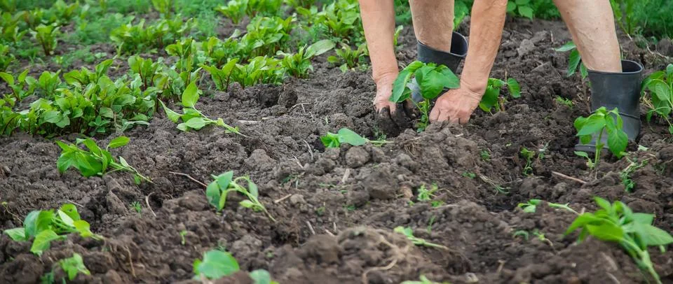 Worker with pepper seedlings in spring. Selective focus. Stock Photos