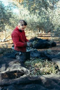 Worker performing tasks in an olive orchard on his knees Stock Photos