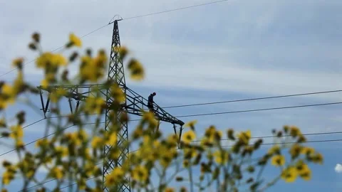 Worker Performs Maintenance on High Power Line Tower Behind Wildflowers in Field Stock Footage 334054075