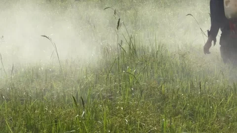 A worker performs spraying of ripening rice plants with protective solution Stock Footage 335443268