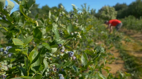 Worker pick up berries at farm Stock Footage 63386988