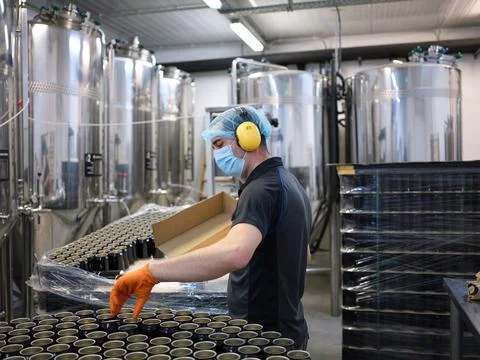 Worker picking up cans from a craft beer canning production line in a brewery Stock Photos