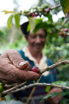 Worker picking up coffe beans san agustin colombia Stock Photos