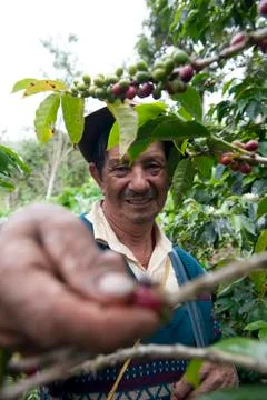 Worker picking up coffe beans san agustin colombia Stock Photos