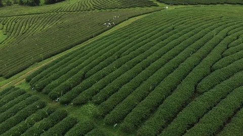 Worker picking up fresh green tea leave Stock Footage 97491036