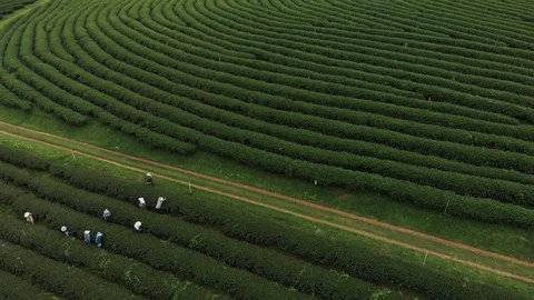Worker picking up fresh green tea leave Stock Footage 117267603