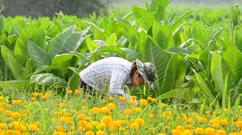 Worker is picking marigold flowers for sell to flower market. Stock Footage 48042981