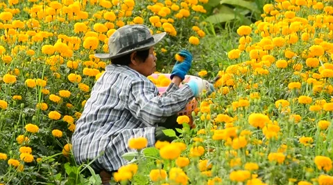 Worker is picking marigold flowers for sell to flower market. Vídeos de archivo 48043020