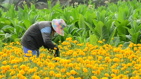 Worker is picking marigold flowers for sell to flower market. Stock Footage 48043027