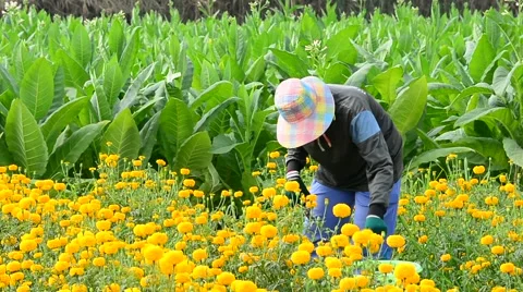 Worker is picking marigold flowers for sell to flower market. Stock Footage 48043040