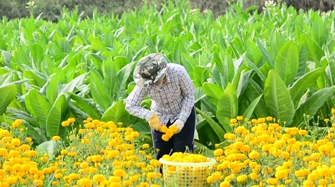 Worker is picking marigold flowers for sell to flower market. Stock Footage 48043042