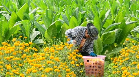 Worker is picking marigold flowers for sell to flower market. Vídeos de archivo 48043076