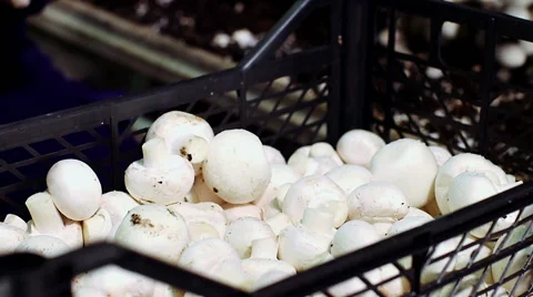 Worker picking mushrooms Stock Footage 50305323