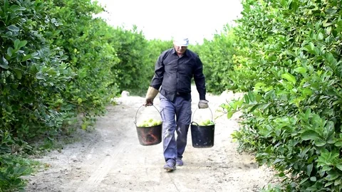 Worker picking, picks lemon and carries the basket  in lemon plantation. Stock-Footage 117369984