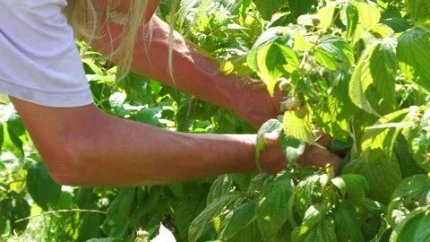 Worker Picking Raspberries by Hand at Berry Farm Stock Footage 345653707