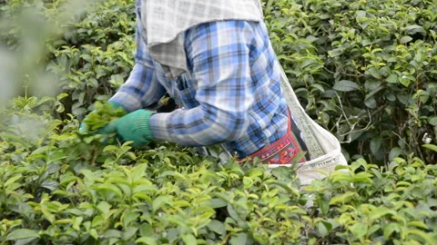 Worker picking tea leaves in Chiangrai Stock Footage 277564853