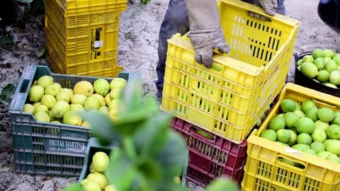 Worker picks and collect lemon, lemons in boxes and gets rid of the bad lemons. Stock Footage 117369864