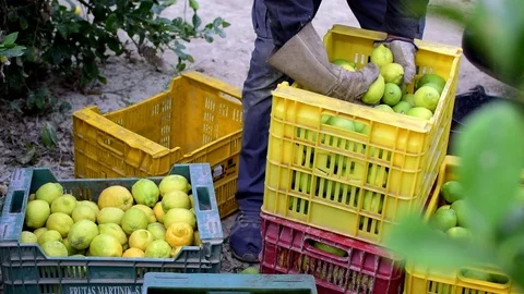 Worker picks and collect lemon, lemons in boxes and gets rid of the bad lemons. Видео 117370003