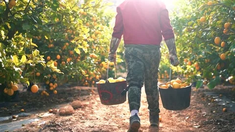 Worker picks and collect lemon at citrus plantation in agricultural field Vídeos de archivo 265066670