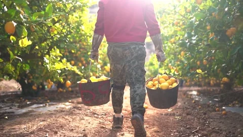 Worker picks and collect lemon at citrus plantation in agricultural field Vídeos de archivo 265066677