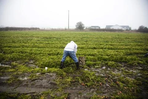 A worker picks carrots in the mud and fog at an organic produce farm field. Stock Photos
