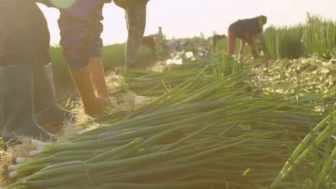 Worker Pile Up Spring Onions on Field  Видео 124078790