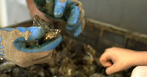 Worker piling oysters. 库存影片 88372543