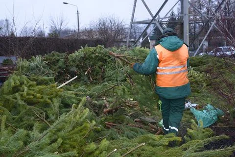 Worker piling used Christmas trees up for recycling after New Year holidays Stock Photos