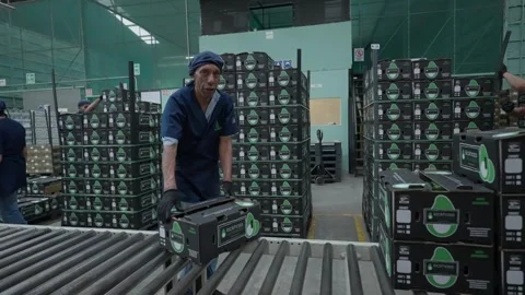 Worker Placing Packed Avocado Boxes onto Roller Conveyor Stock Footage 339842092