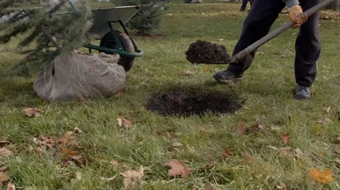Worker Planting A Tree Eco Concept Stock Footage 43805512