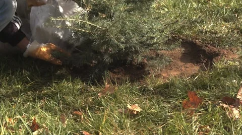 Worker Planting A Tree Eco Concept Stock Footage 43805560