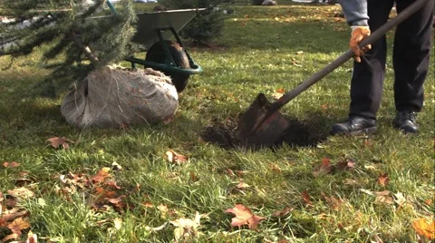 Worker Planting A Tree Eco Concept Stock Footage 43805579